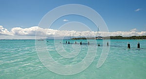 Seagull - Anse de Sainte Anne - Guadeloupe - Caribbean tropical island