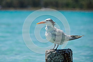 Seagull - Anse de Sainte Anne - Guadeloupe - Caribbean tropical island