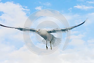 View of Seagull flying against cloudy sky