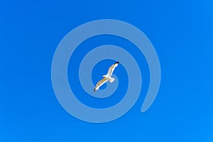 A view of a seagull high above the beach at Pendine Sands, Wales