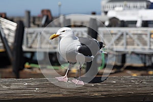 View of seagull at Pier