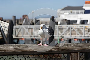 View of seagull at Pier