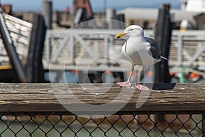 View of seagull at Pier