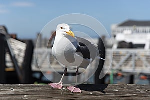 View of seagull at Pier