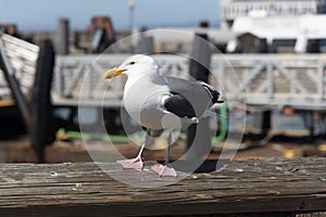 View of seagull at Pier