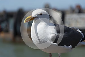 View of seagull at Pier