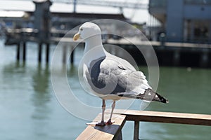 View of seagull at Pier