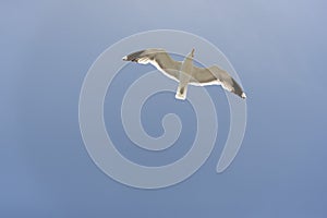 View of seagull at Pier