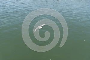 View of seagull at Pier