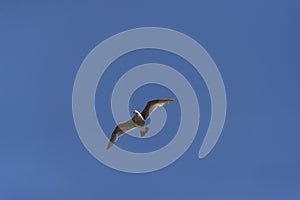 View of seagull at Pier