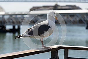 View of seagull at Pier