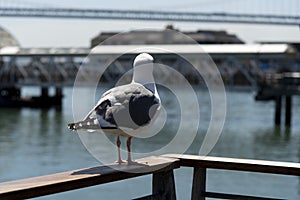 View of seagull at Pier