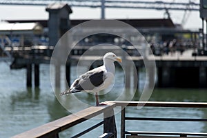 View of seagull at Pier