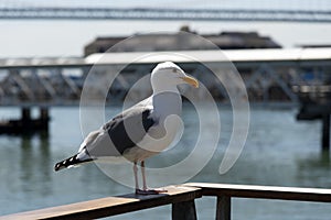 View of seagull at Pier