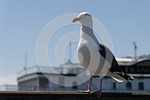 View of seagull at Pier