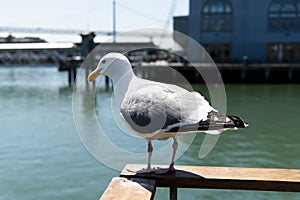 View of seagull at Pier