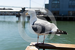 View of seagull at Pier
