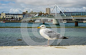 A view of a seagull on the Soth Bank of the River Adur at Shoreham, Sussex, UK