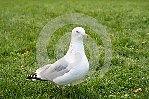 View of a seagull standing in the grass