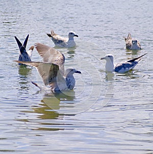 View of seagulls seeking for fish Israel