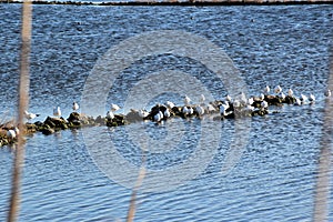 View of seagulls in the water and the shore