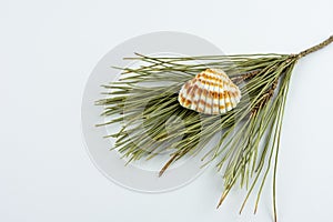 seashell on pine needles isolated on white.