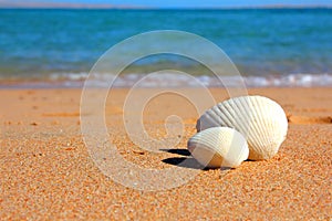 View on seashells on beach photo