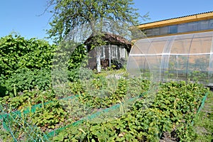 View of the seasonal dacha in the summer