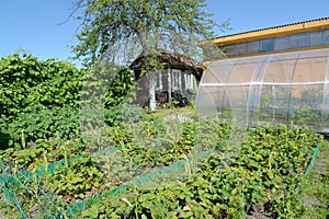 View of the seasonal dacha in the summer photo