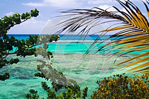 View on secluded blue turquoise lagoon reef framed by trees and plam leaf