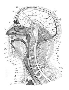 View of section of the head brain, nasopharynx, neck in the old book the Human Anatomy Basics, by A. Pansha, 1887, St.