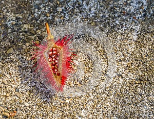 A view of seeds in a dissected red Bromeliad bloom in St Kitts