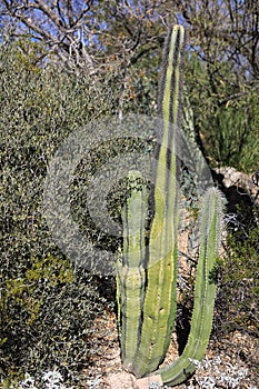 View of Senita Cactus, Pachycereus schottii