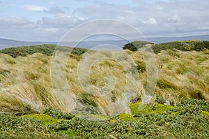 View of Seno Otway - Patagonia - Chile photo