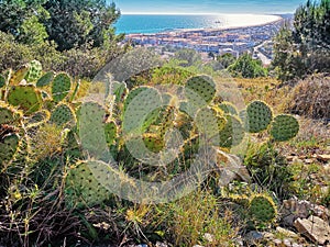 View at Sete from the Mount of St. Clair