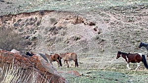 A view of several beautiful brown and black horses. A small herd of wild horses with foals graze in a meadow.