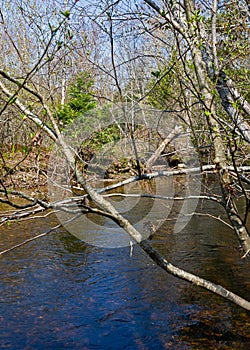 View through several branches of a trout stream in Maine in the late spring