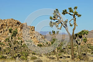 A view of several joshua trees and massive boulders with distant mountains, Joshua Tree National Park, USA