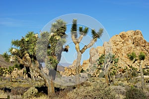 A view of several joshua trees and massive boulders, Joshua Tree National Park, USA