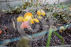 Fruit in compost