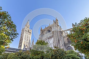 View of Seville Cathedral of Saint Mary of the See Seville Cathedral  with Giralda tower and oranges trees in the foreground