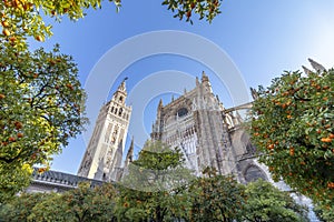 View of Seville Cathedral of Saint Mary of the See Seville Cathedral  with Giralda tower and oranges trees in the foreground