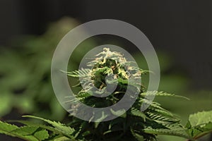 View in the shade of flowering female cannabis plant selective focus