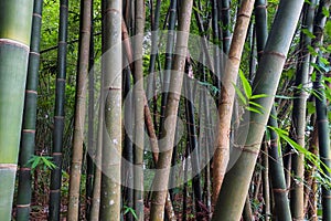 View of shady bamboo trees
