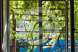 View of shady vineyard through home window