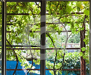 View of shady vineyard on patio through window