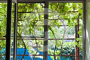 View of shady vineyard on yard through home window