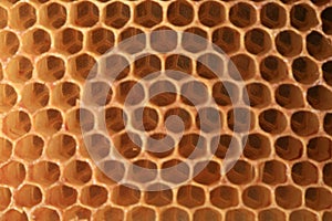 View on shape cell an honeycomb.