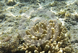 View of Sharm El Sheik coral reef