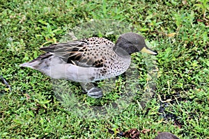 A view of a Sharp Winged Teal